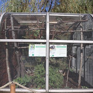 Golden-handed tamarin (Saguinus midas) and Common Marmoset (Callithrix jacchus)