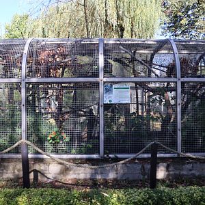 Bearded Emperor Tamarin (Saguinis imperator subgrisescens)