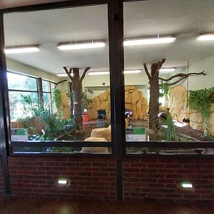 Egzotarium - Dwarf Crocodile (Osteolaemus tetraspis tetraspis)