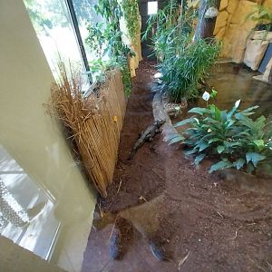 Egzotarium - Dwarf Crocodile (Osteolaemus tetraspis tetraspis)