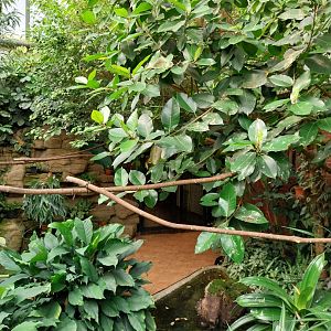 Egzotarium - Walk-through Rainforest