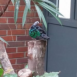 Egzotarium - Grey-capped Emerald Dove (Chalcophaps indica)