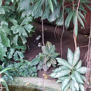 Egzotarium - White-crested Laughingthrush (Garrulax leucolophus)