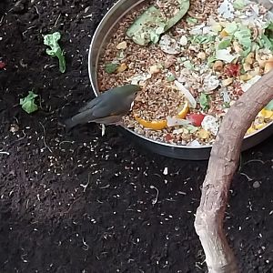 Egzotarium - Red-billed Leiothrix (Leiothrix lutea)