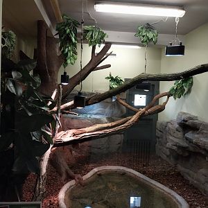 Egzotarium - Cuban Iguana (Cyclura nubila nubila)