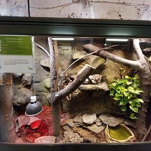 Egzotarium - Checkered Gartersnake (Thamnophis marcianus)