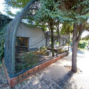 Egzotarium - Laughing Kookaburra (Dacelo novaeguineae)