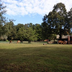 Nyala (Tragelaphus angasii)