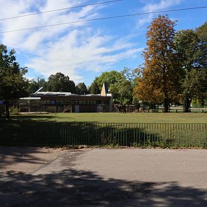 Defassa Waterbuck (Kobus ellipsiprymunus defassa