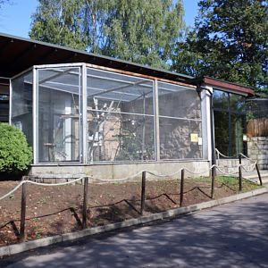 Common Squirrel Monkey (Saimiri sciureus)