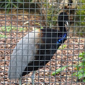 Grey-winged trumpeter (Psophia crepitans), 2023-07-02
