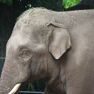 Asian elephant (Elephas maximus), 2023-07-02
