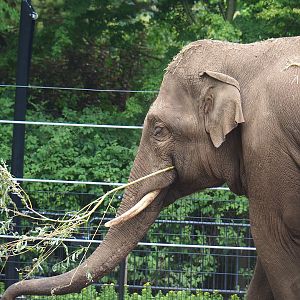 Asian elephant (Elephas maximus), 2023-07-02