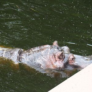 Hippopotamus (Hippopotamus amphibius) Hermien (1980-2024), 2023-07-02