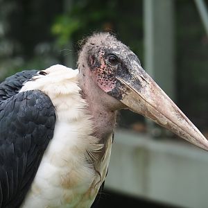 Marabou (Leptoptilos crumenifer), 2023-07-02