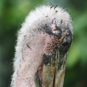 Marabou (Leptoptilos crumenifer), 2023-07-02