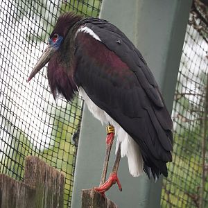 Abdim's stork (Ciconia abdimii), 2023-07-02