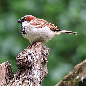Wild House sparrow (Passer domesticus), 2023-07-02