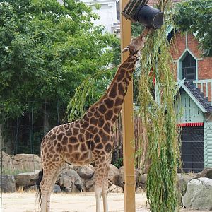 Hybrid giraffe (Mostly Giraffa camelopardalis rothschildi) 2023-07-02