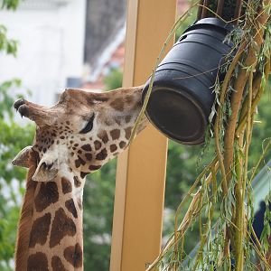 Hybrid giraffe (Mostly Giraffa camelopardalis rothschildi) 2023-07-02