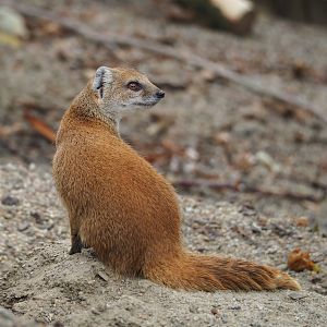 Yellow mongoose (Cynictis penicillata), 2023-07-02