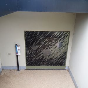 Viewing window into Cape porcupine and Yellow mongoose indoor exhibit, 2023-07-02