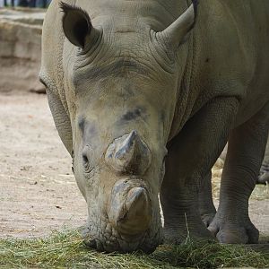 Southern white rhinoceros (Ceratotherium simum simum), 2023-07-02