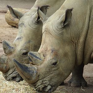 Southern white rhinoceros (Ceratotherium simum simum), 2023-07-02