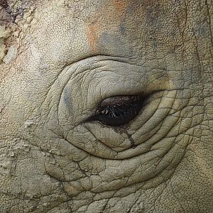 Eye of a Southern white rhinoceros (Ceratotherium simum simum), 2023-07-02