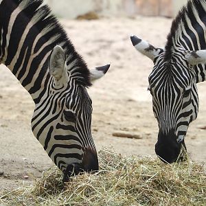 Grant's zebras (Equus quagga boehmi), 2023-07-02