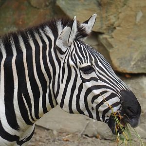 Grant's zebra (Equus quagga boehmi), 2023-07-02