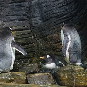 Subantarctic gentoo penguins (Pygoscelis papua papua), 2023-07-02