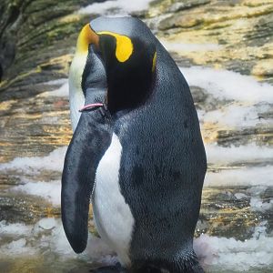 King penguin (Aptenodytes patagonicus), 2023-07-02