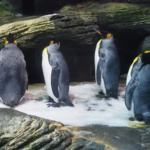King penguin (Aptenodytes patagonicus), 2023-07-02