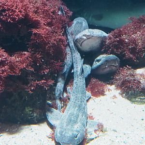 Small-spotted catsharks (Scyliorhinus canicula), 2023-07-02