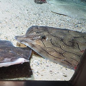 Undulate ray (Raja undulata), 2023-07-02