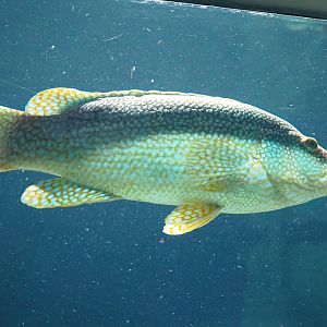 Ballan wrasse (Labrus bergylta), 2023-07-02