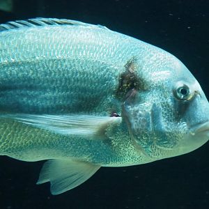 Gilthead seabream (Sparus aurata), 2023-07-02