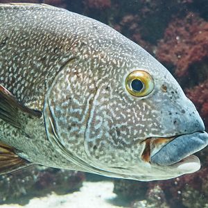 Giant sweetlips (Plectorhinchus albovittatus), 2023-07-02