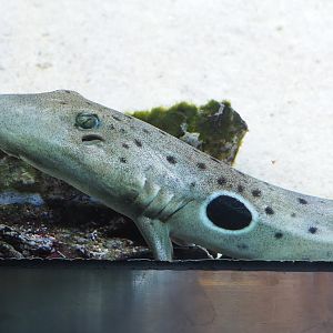 Epaulette shark (Hemiscyllium ocellatum), 2023-07-02