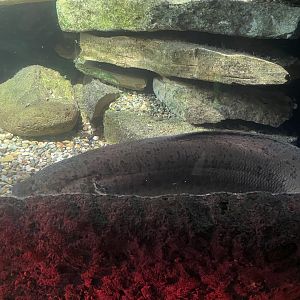 African Lungfish