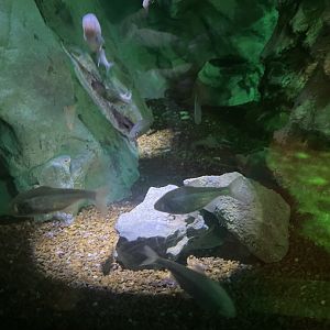 Blind Cavefish