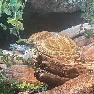 Diamondback Terrapin