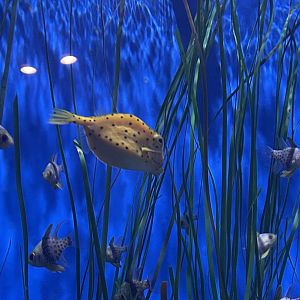 Yellow Boxfish