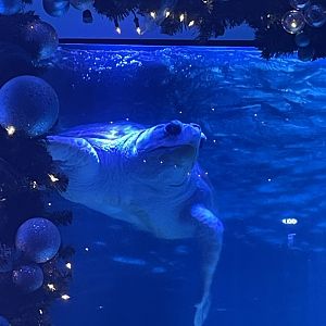 Loggerhead Sea Turtle