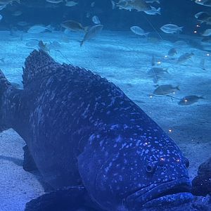 Goliath Grouper