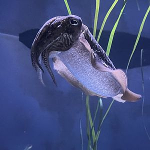 European Cuttlefish