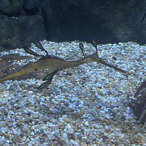 Weedy Sea Dragon
