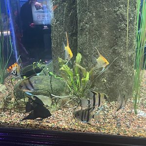 Freshwater Angelfish