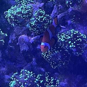 Clownfish